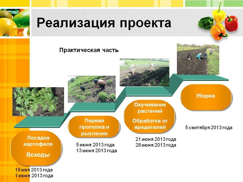 Проект выращивание картофеля