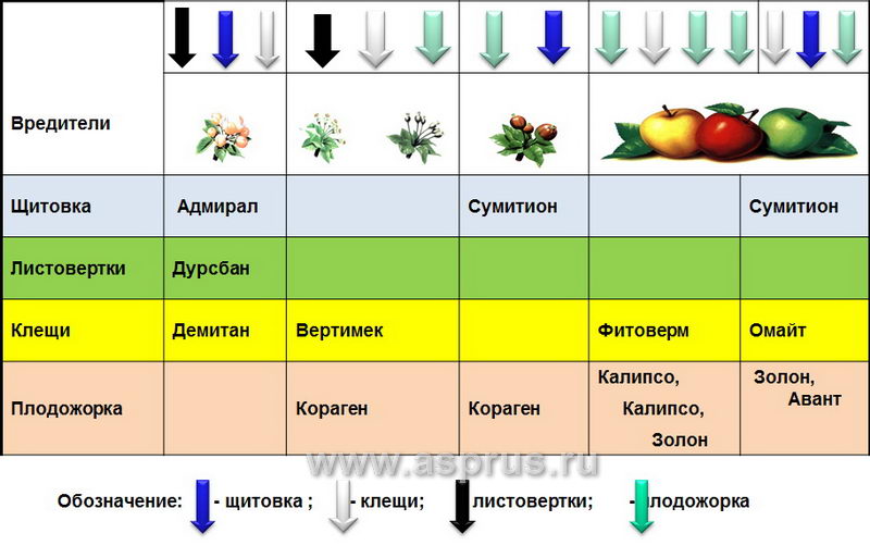 Схема опрыскивания плодовых деревьев