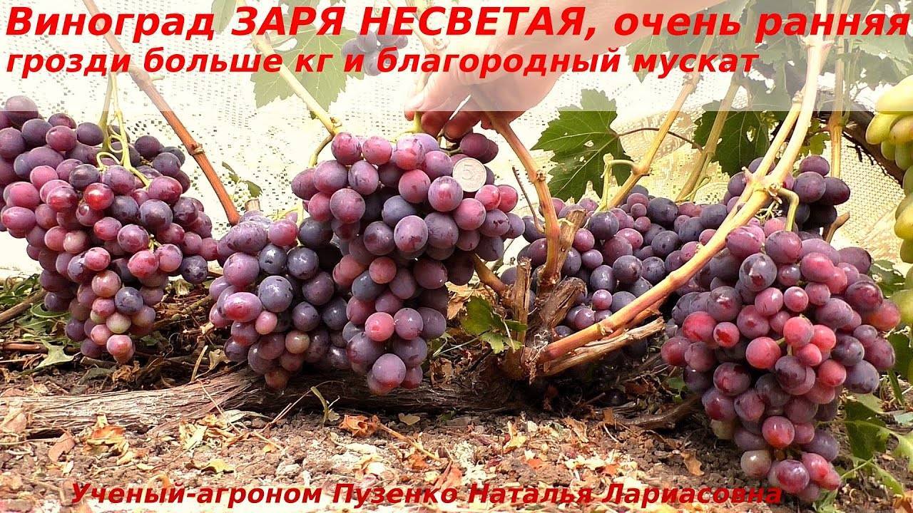 Описание винограда сорта Заря Несветая, посадка и уход