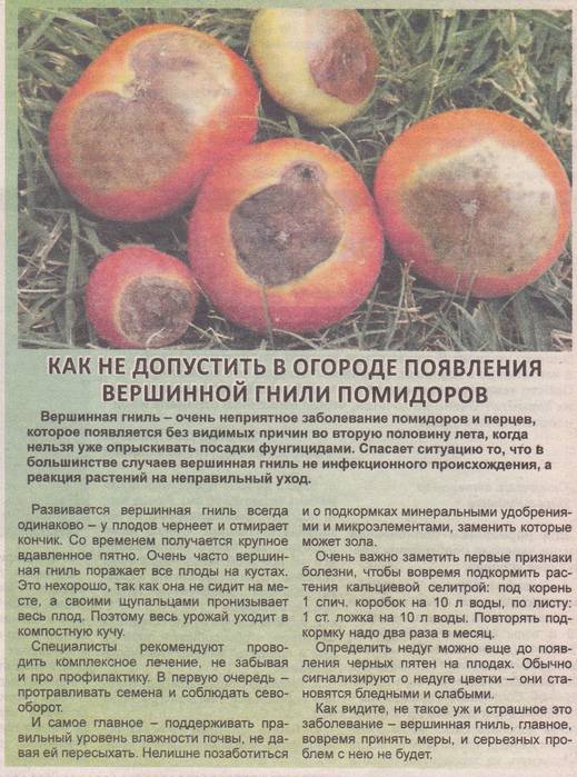 Почему чернеют помидоры в теплице и в открытом грунте: причины, что делать, лечим томаты - onwomen.ru