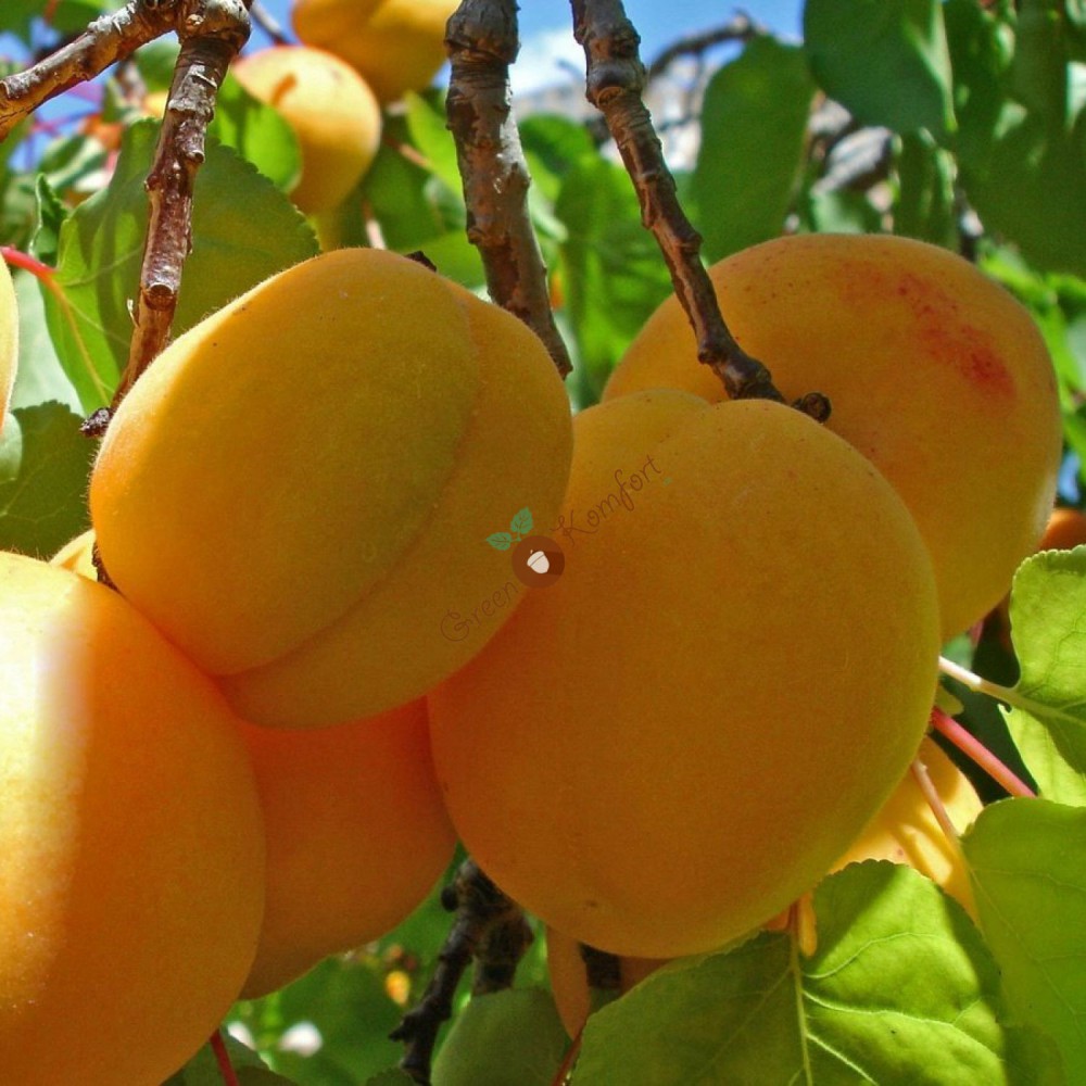 Описание абрикоса сорта погремок, правила посадки и ухода