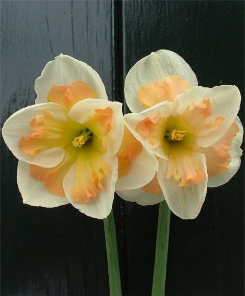 Нарцисс: выращивание в саду, виды и сорта