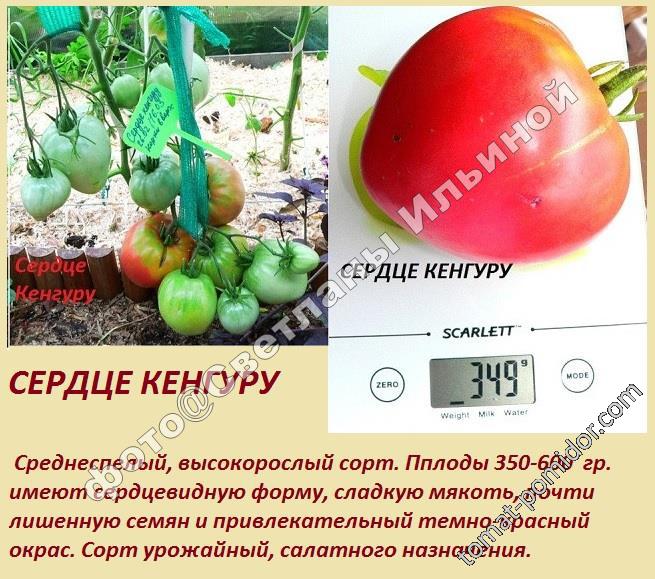 Томат дробленое сердце: характеристика и описание, отзывы, фото, урожайность сорта