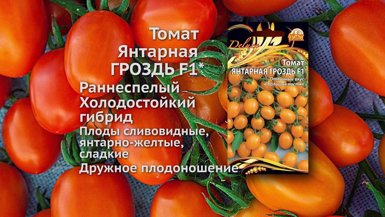 Томат янтарный: как выращивают помидоры?