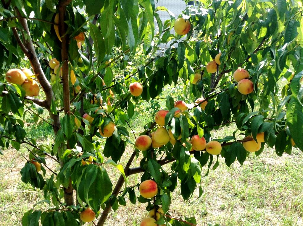 Уход за персиковым деревом весной и осенью: выращивание, полив, подкормка