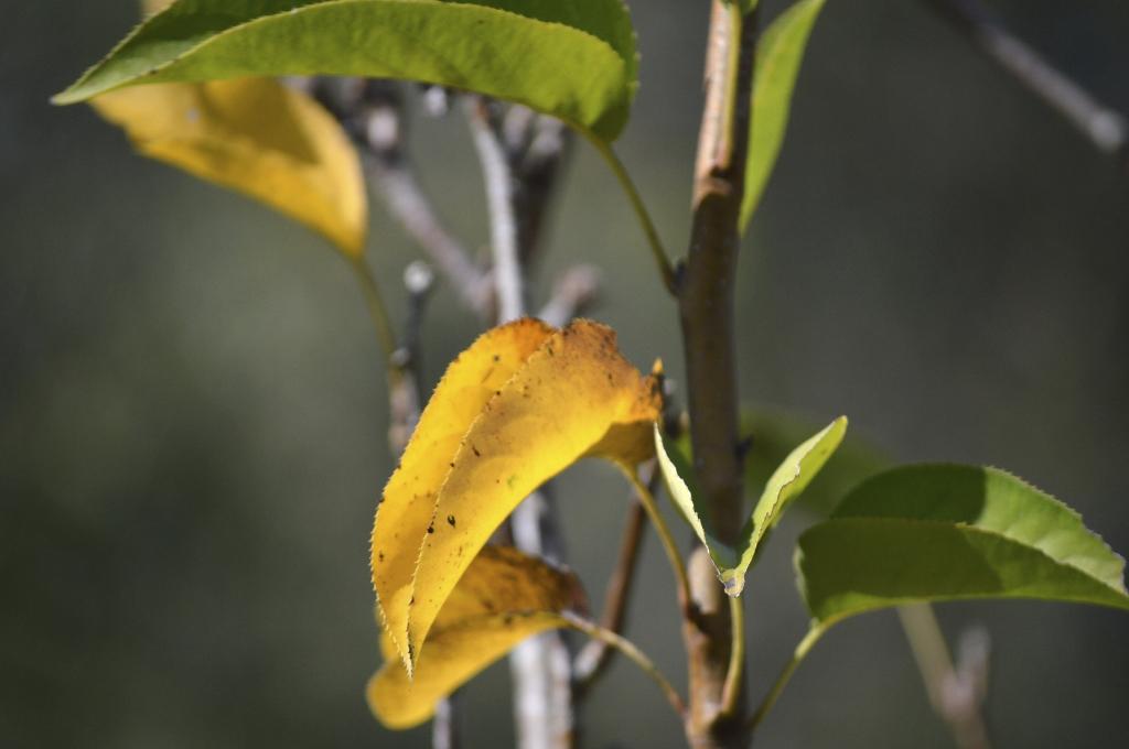 Почему желтеют и сохнут листья сансевиерии и что делать, если желтеет щучий хвост? | садоёж