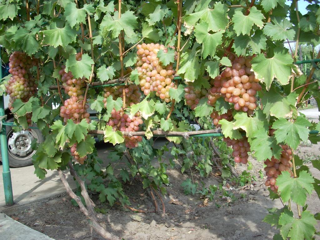 Виноград «гелиос»: описание сорта, фото и отзывы. основные плюсы и минусы, сравнение с аналогами, характеристики и особенности выращивания в регионах