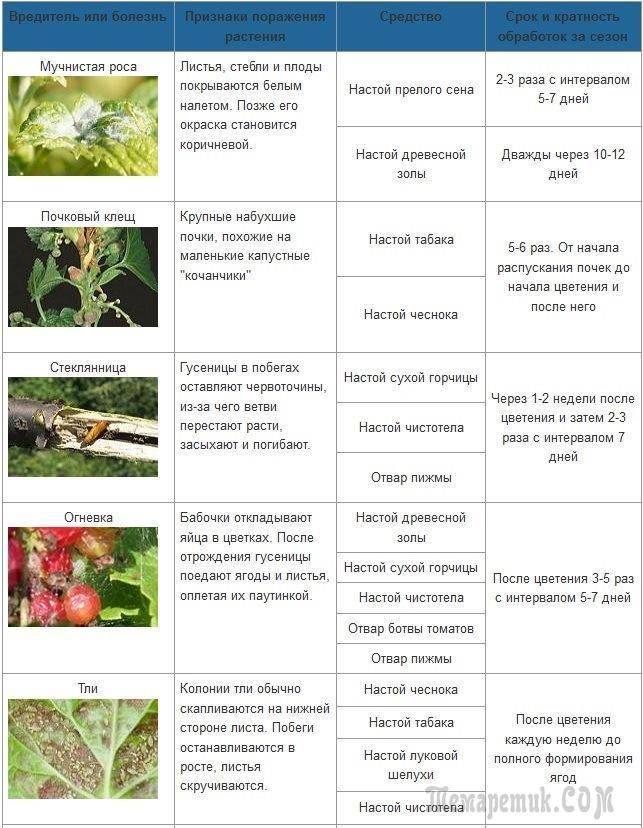 Схемы обработки клубники от болезней и вредителей