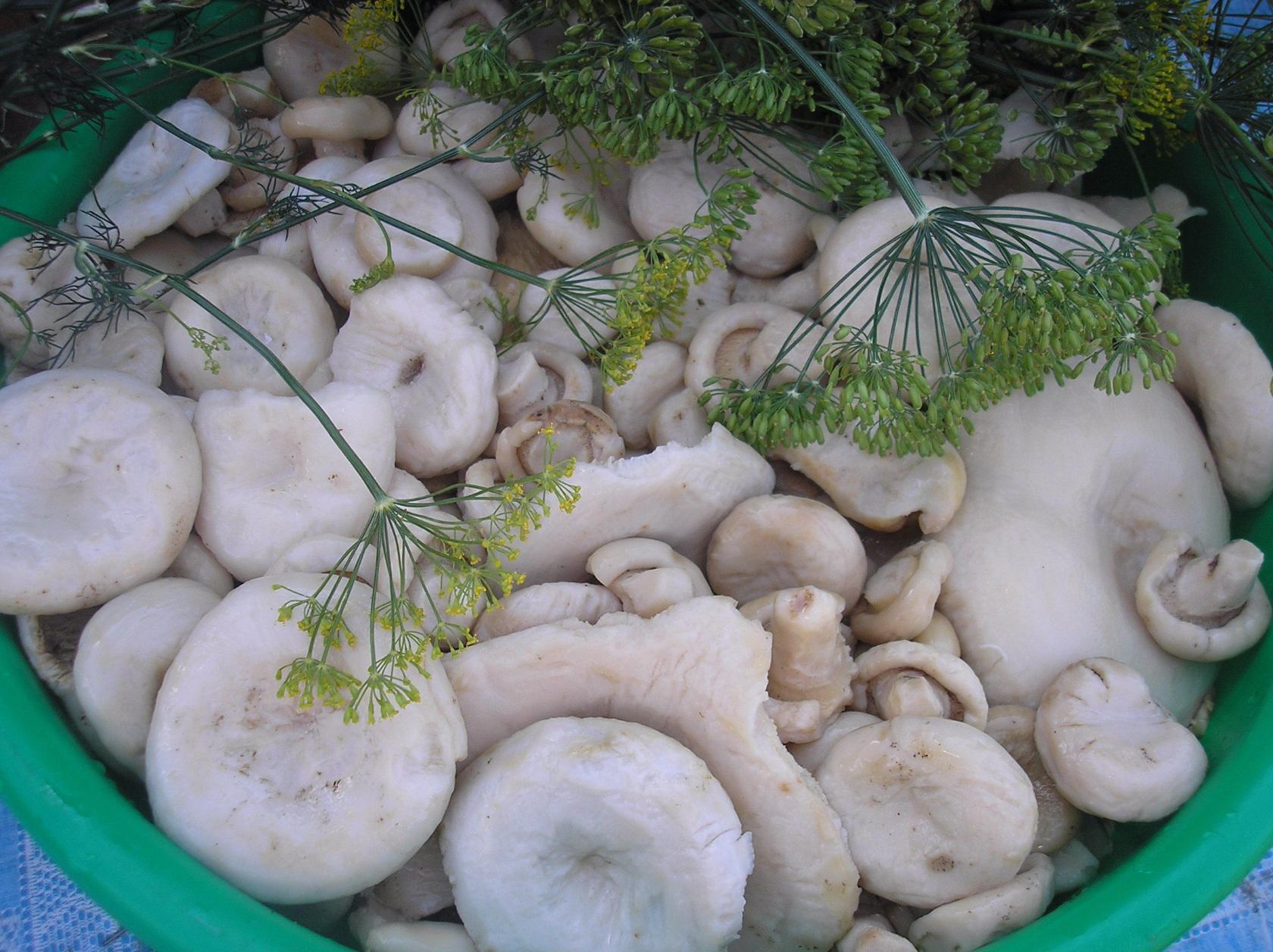 Как солить грибы белянки холодным и горячим способом на зиму в банках с фото
