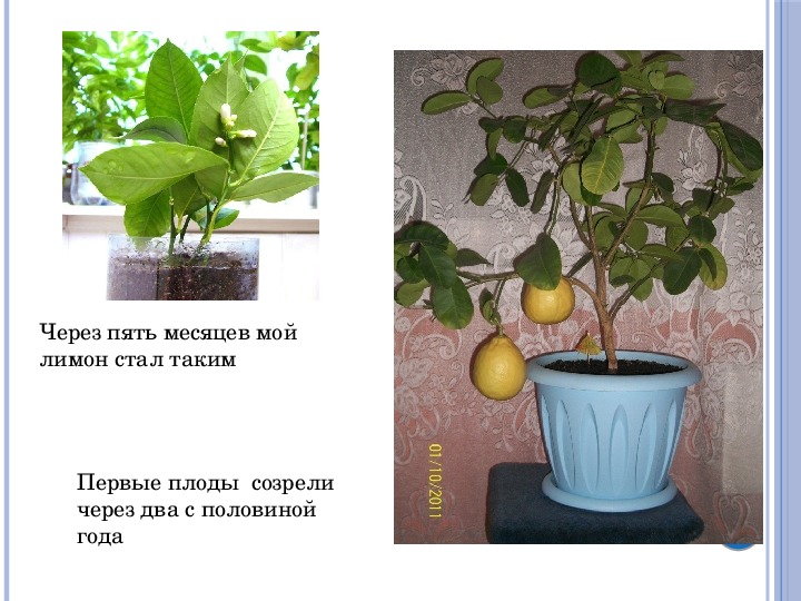 Лимон павловский: уход в домашних условиях, особенности выращивания и рекомендации :: syl.ru