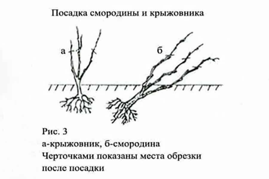 Схема посадки смородины на участке