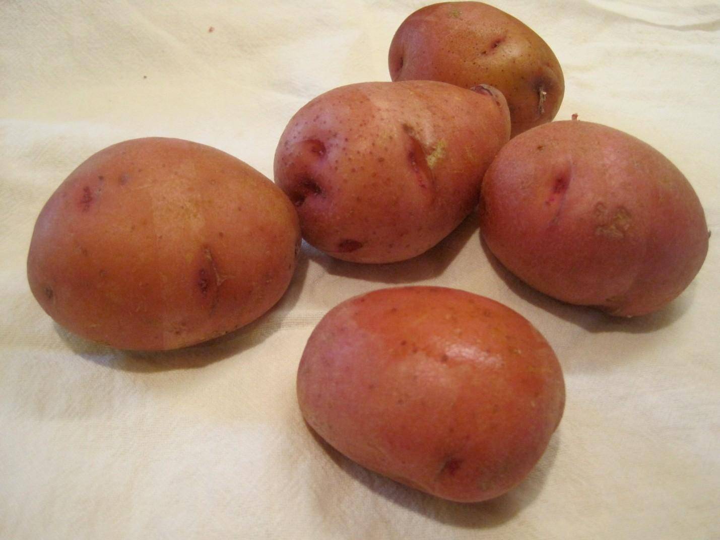 Сорт картофеля Детскосельский
