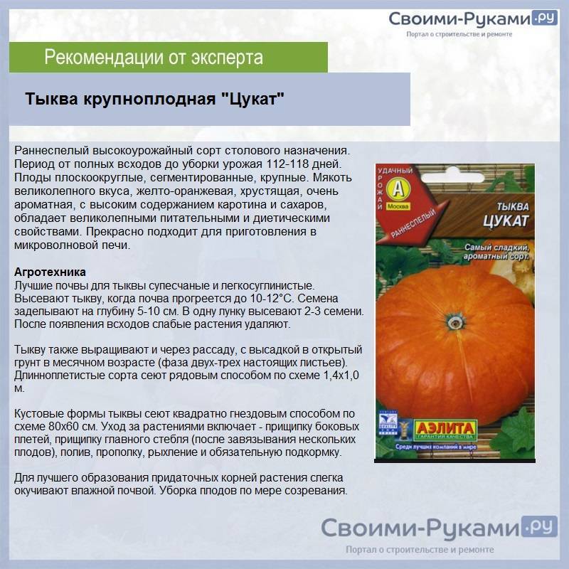 Схема посадки тыквы голосемянной
