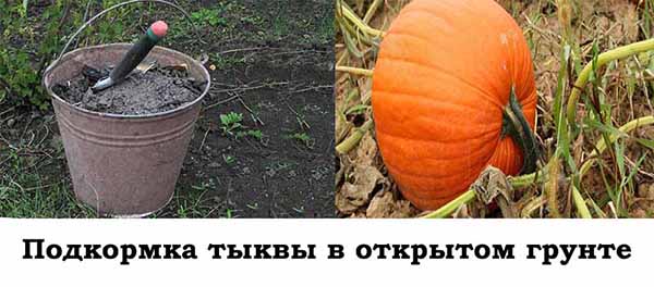 Как правильно поливать тыкву в открытом грунте? - стройка от а до я