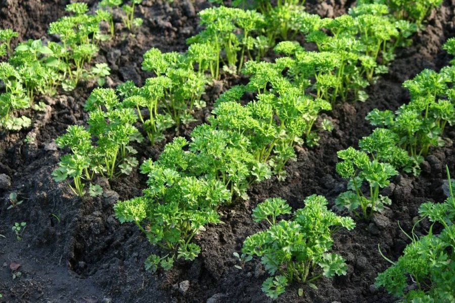 Как и когда сеять кориандр под зиму: рекомендации по выращиванию на зелень и семена в открытом грунте