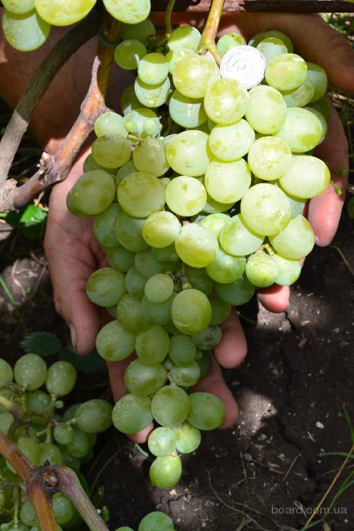 Виноград антоний великий: описание сорта