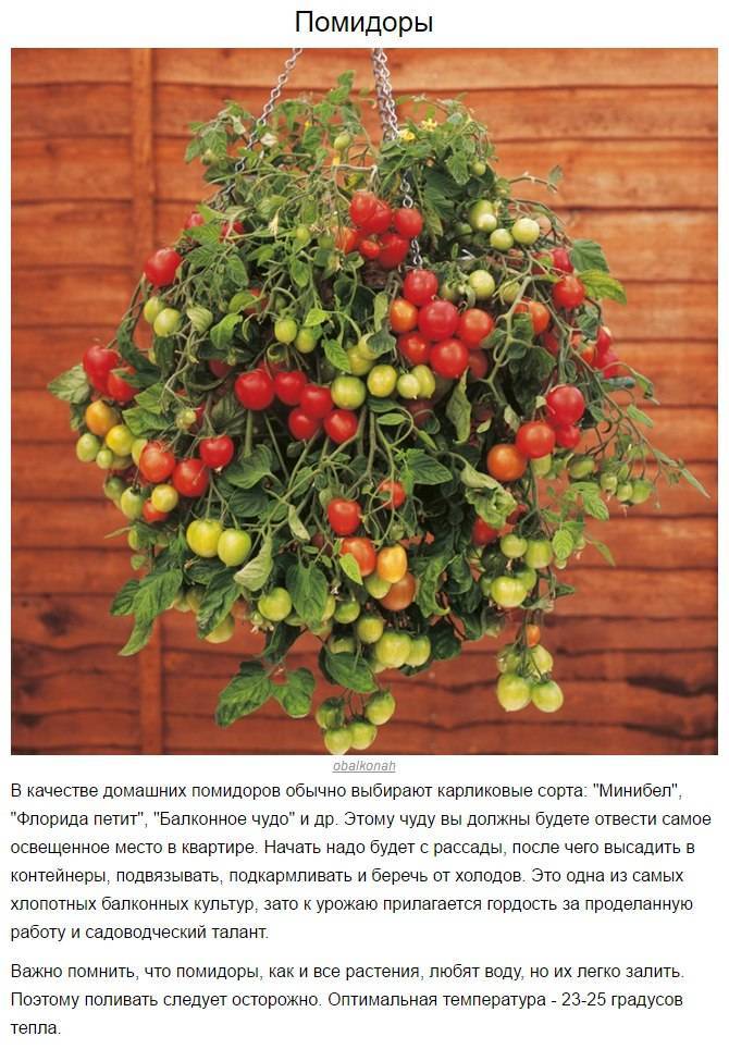 Сорт балконное чудо: лучшие помидоры для начинающих