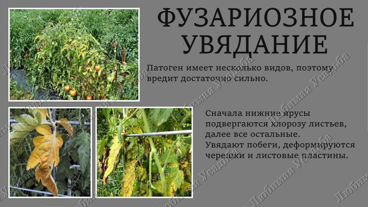 Фузариоз томатов рассады фото и их лечение