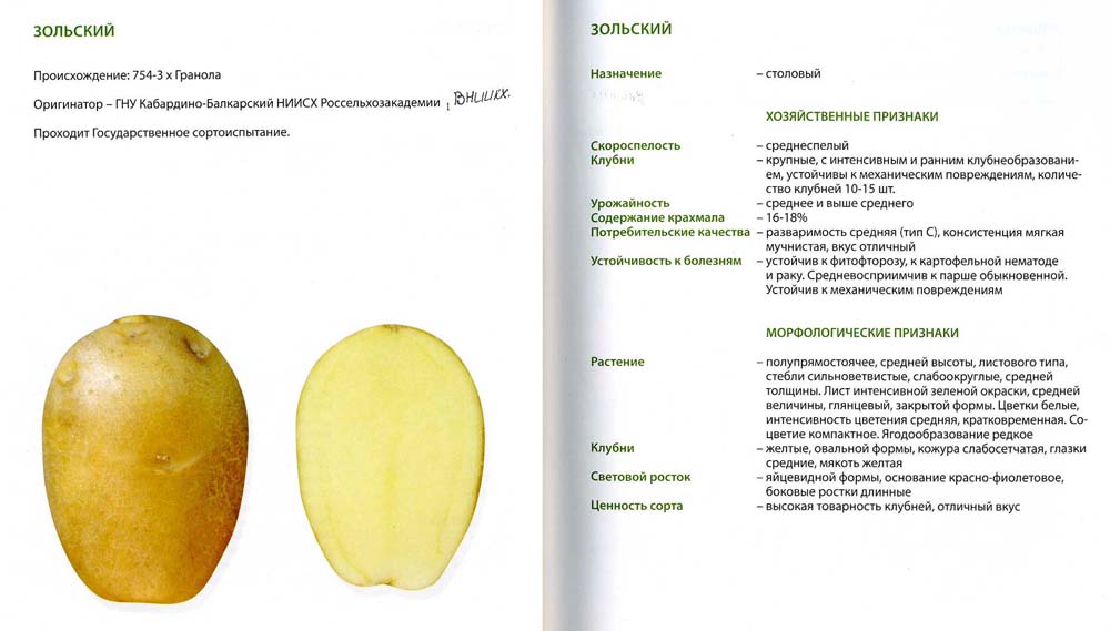Картофель коломбо: описание и характеристики сорта - сайт о картофеле