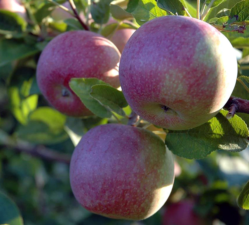 Долговечная яблоня макинтош описание, фото, отзывы. особенности осенней канадской яблони сорта макинтош