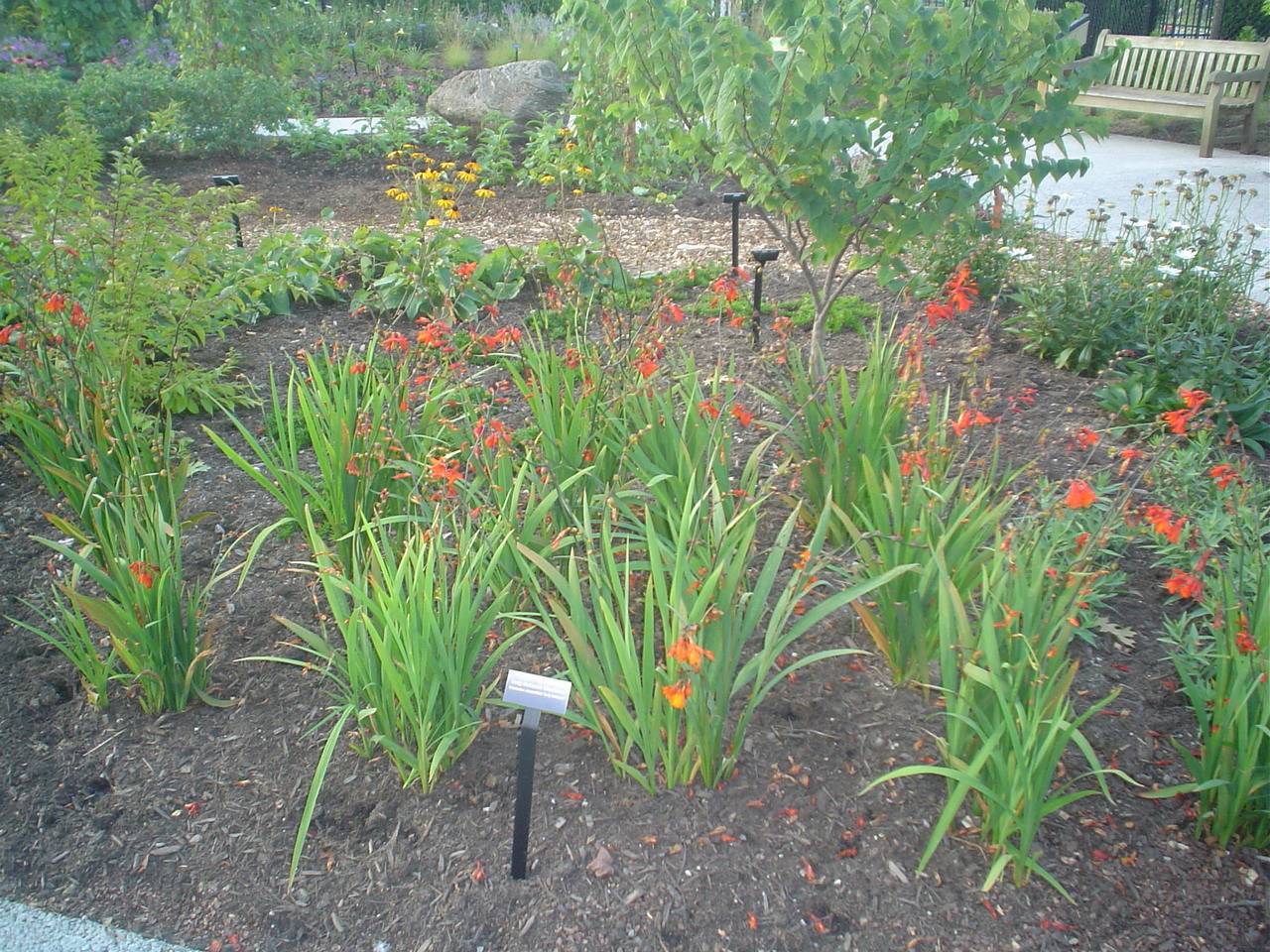 Гладиолусы: выращивание в саду, когда выкапывать и как хранить