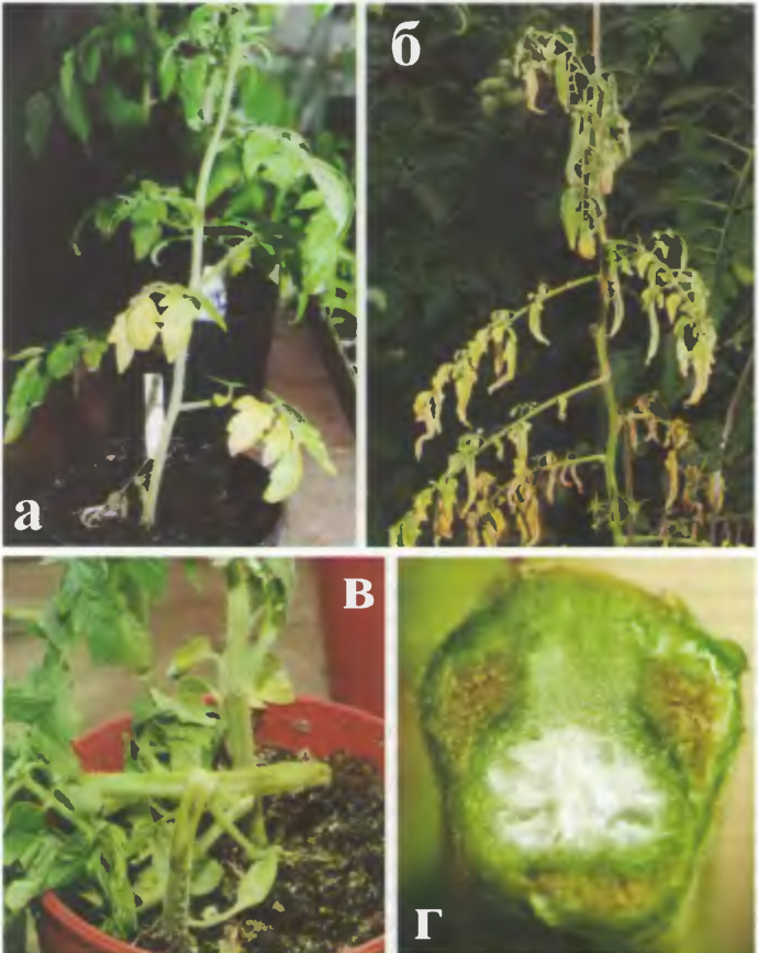 Фузариоз томатов рассады фото и их лечение