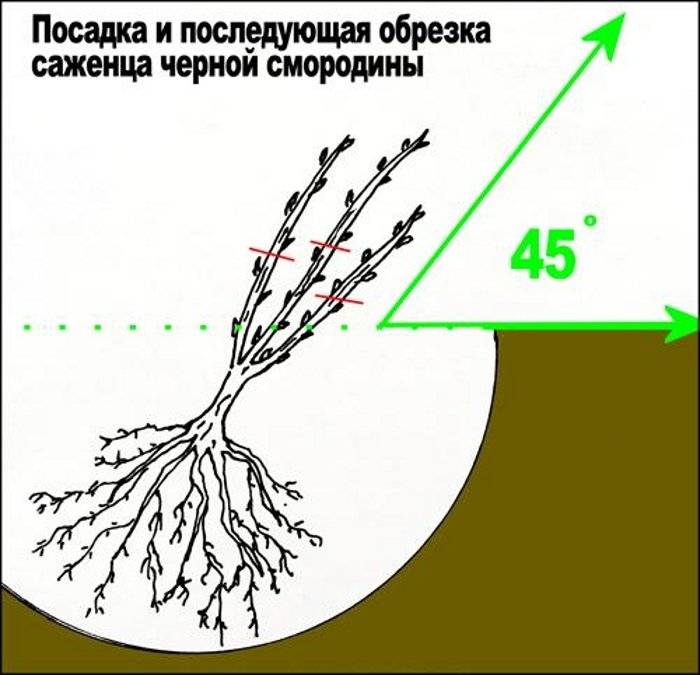 Посадка красной смородины осенью и весной, уход и размножение