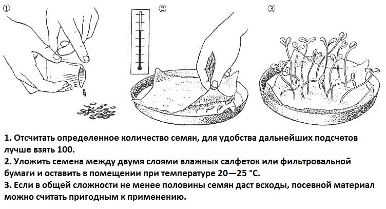 Особенности выращивания баклажанов на огородах россии