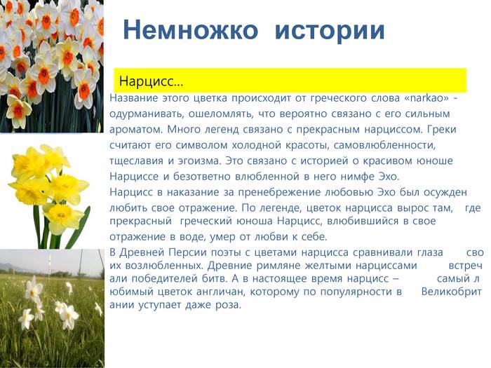 Нарцисс дик вилден: описание сорта и характеристики, посадка и уход