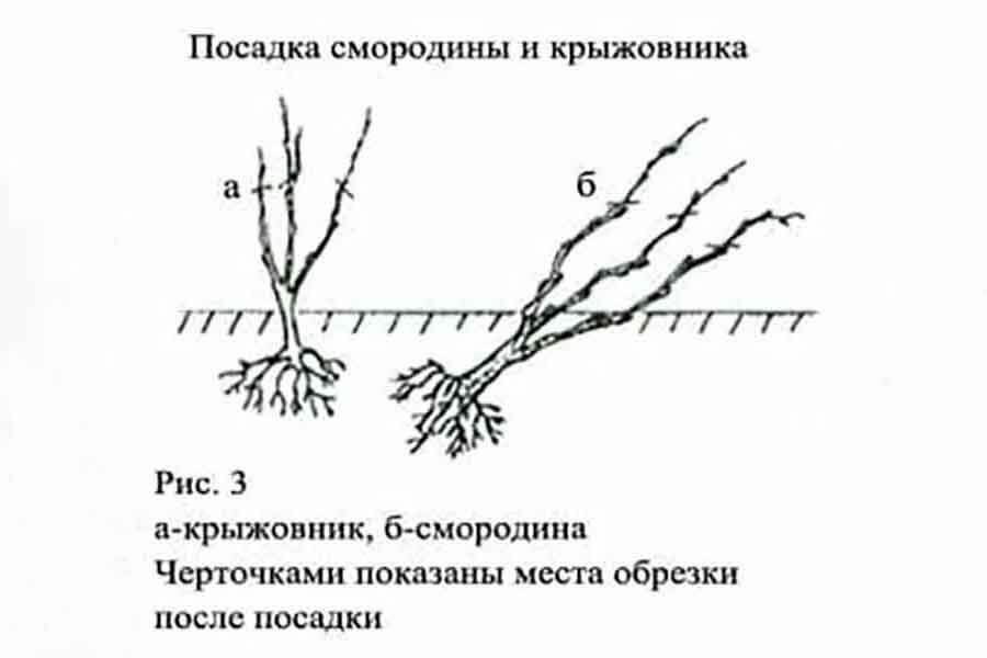 Смородина: посадка и уход, обрезка, размножение, полив, подкормка, сорта и гибриды, фото