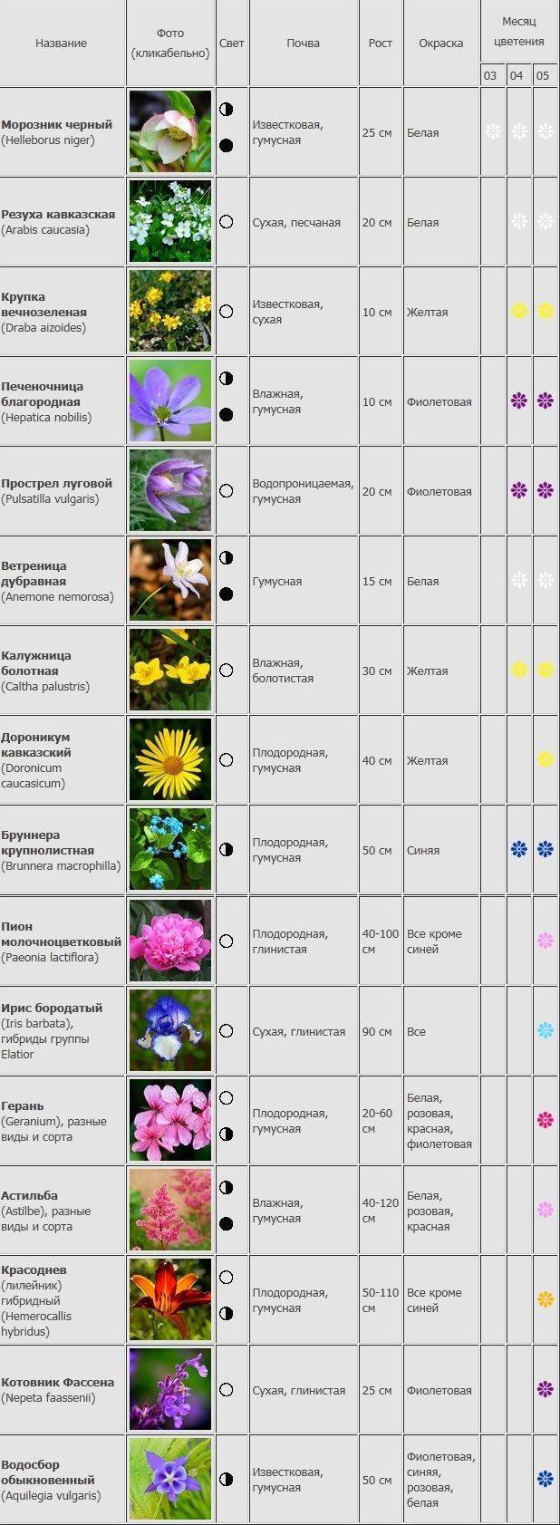 Многолетние астры: лучшие сорта, секреты посадки и ухода