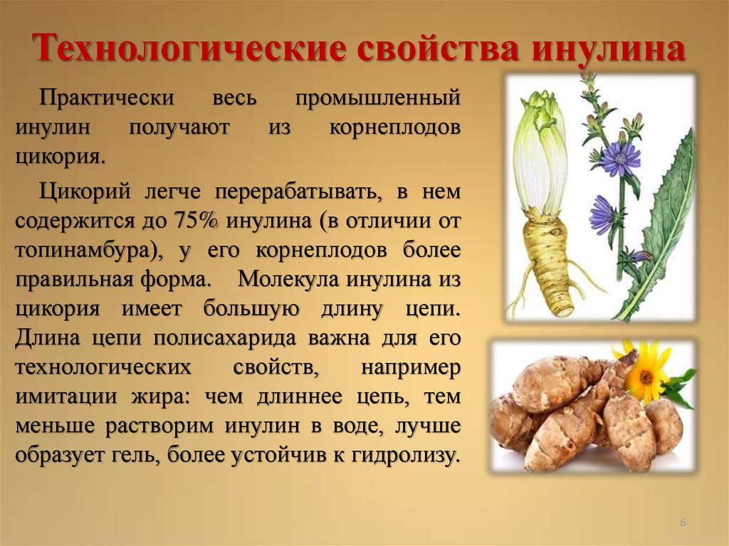 Цикорий