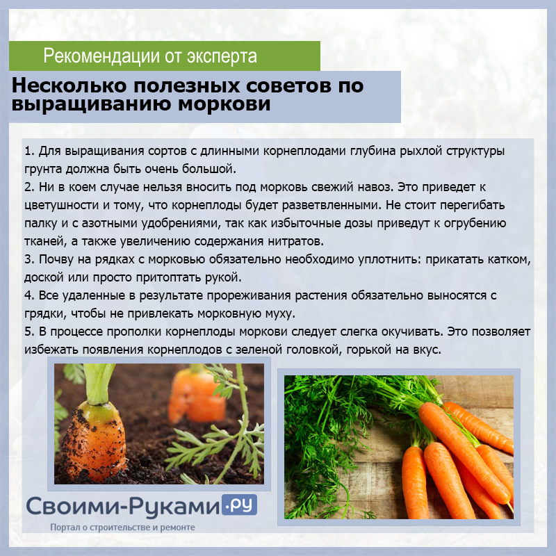 Морковь выращивание и уход в открытом грунте, правила посадки культуры