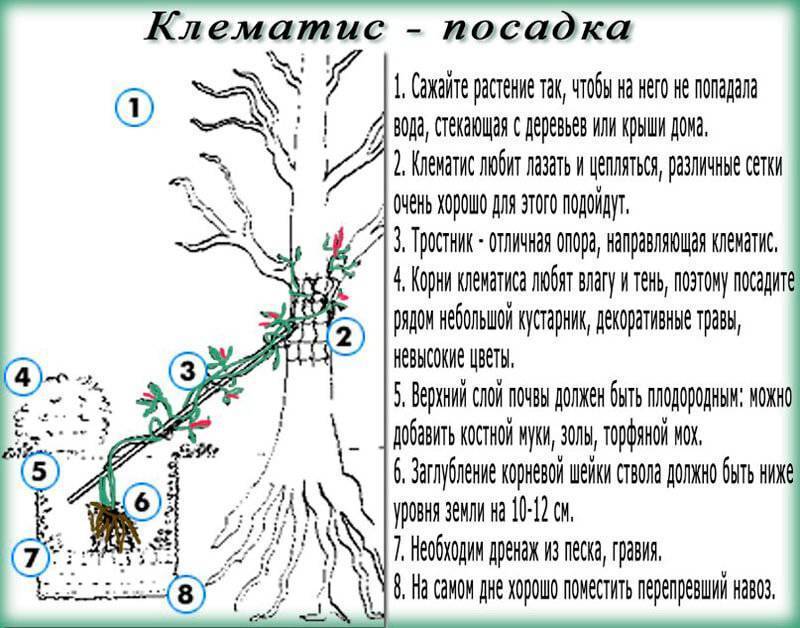 Клематисы: посадка и уход в открытом грунте без ошибок