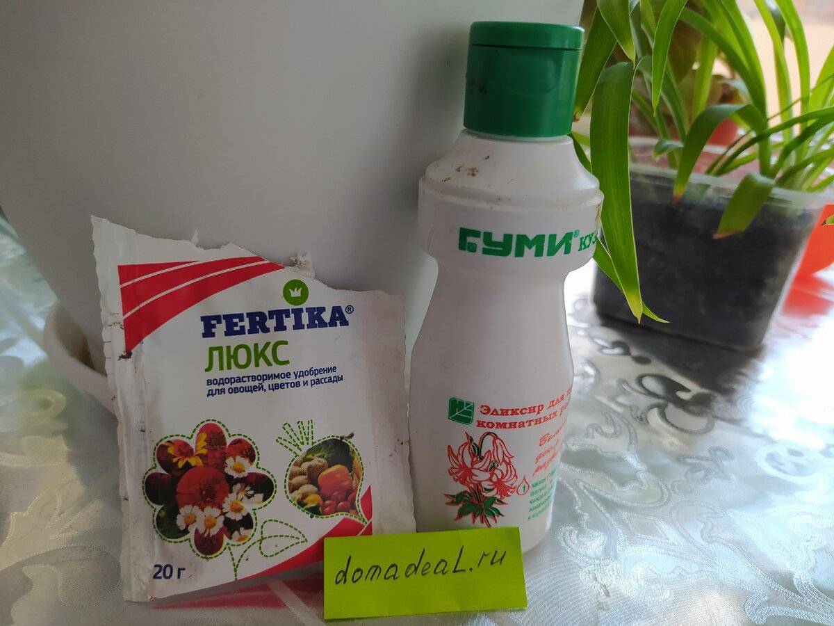 Самые популярные фунгициды для комнатных растений