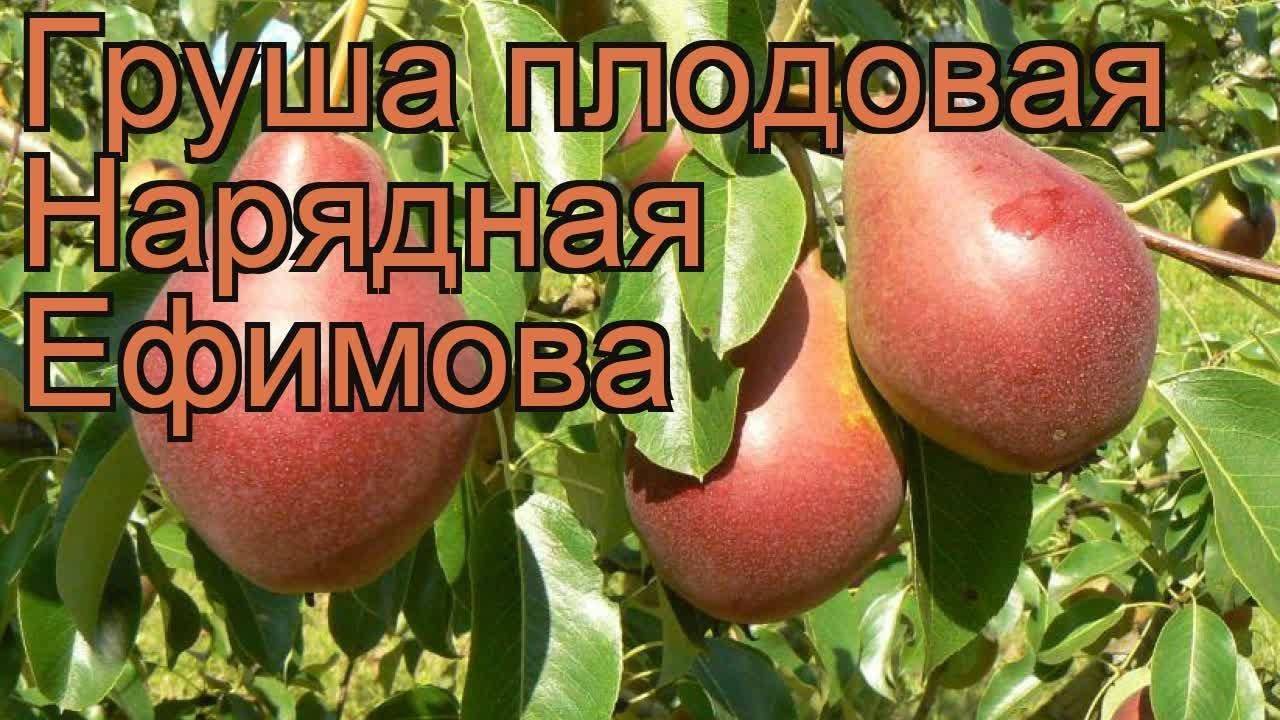 Груша ефимова нарядная: описание сорта, особенности ухода