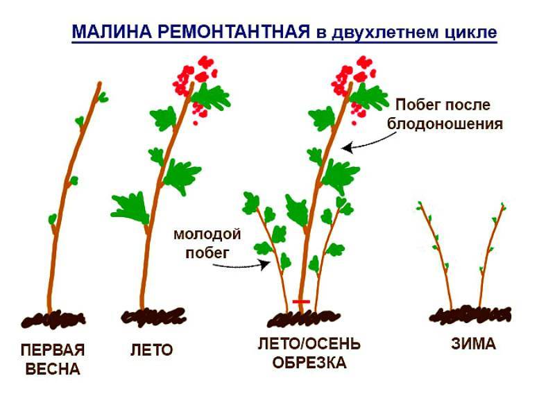 Посадка и уход за смородиной
