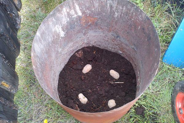 Выращивание картофеля в бочке: технология