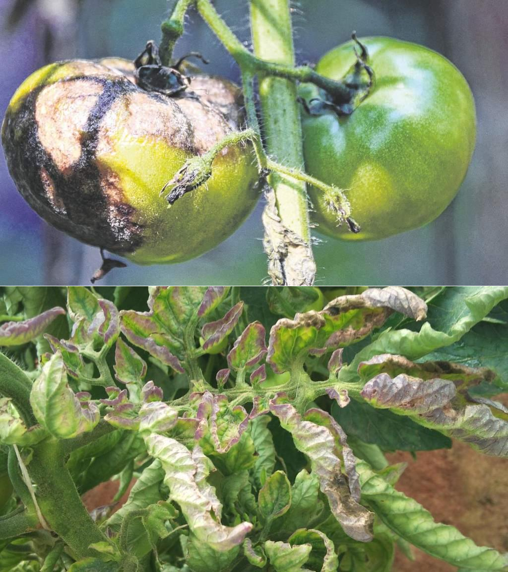 Фитофтора на помидорах: как бороться, какими средствами обрабатывать | топ огород