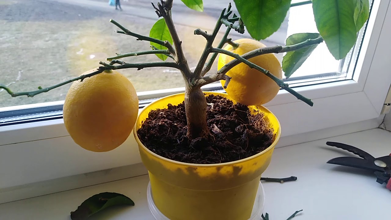 Как выращивать лимон из косточки в домашних условиях в горшке: можно ли прорастить черенок, как размножается