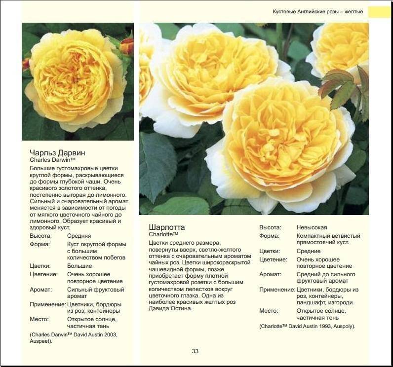 Роза голдстар фото и описание