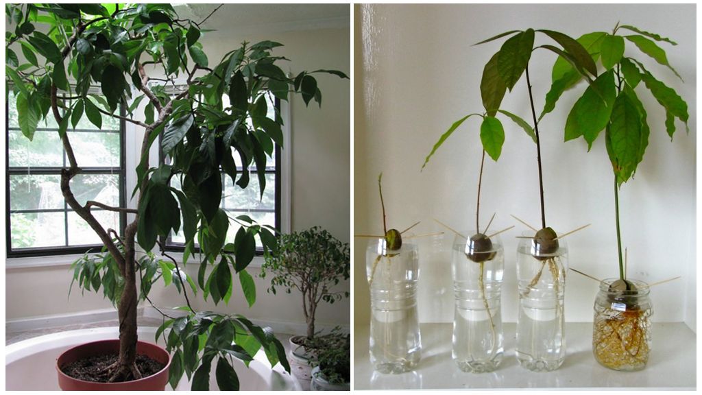 Комнатное авокадо — тонкости ухода в домашних условиях. фото — ботаничка
