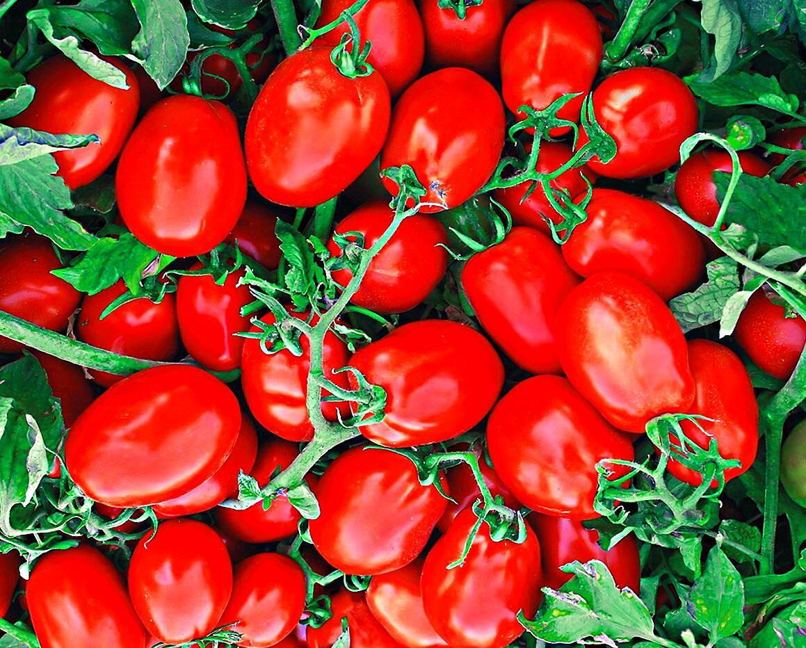 Лучшие и самые урожайные сорта томатов 2018 года: для северо-запада, юга, урала, сибири, средней полосы россии, подмосковья