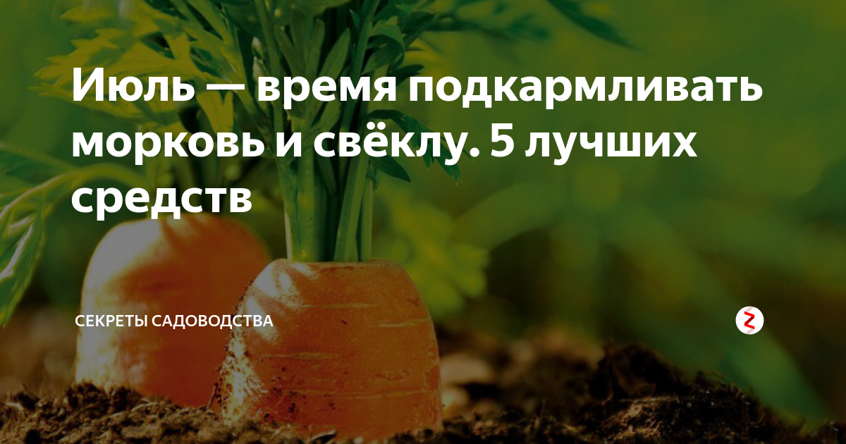Чем подкормить морковь для хорошего роста: нормы внесения удобрений, видео