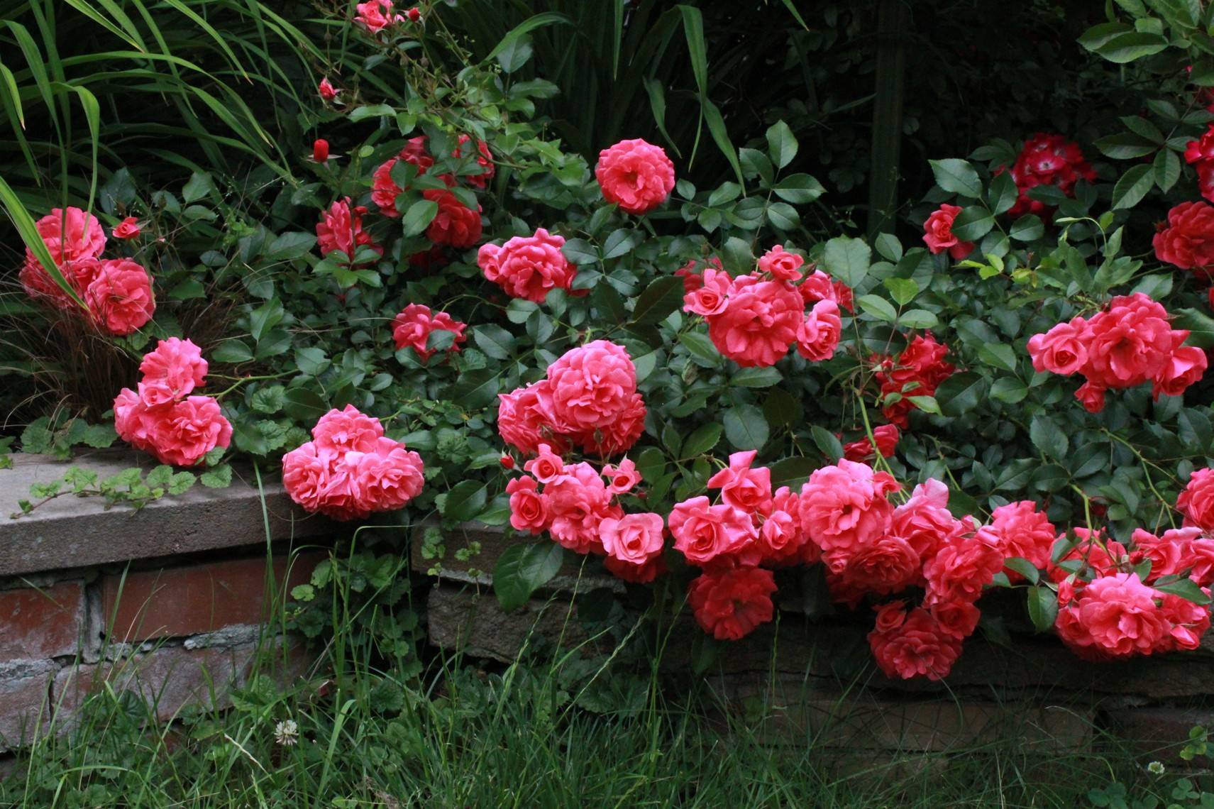 Почвопокровные розы: фото, сорта, описание и посадка