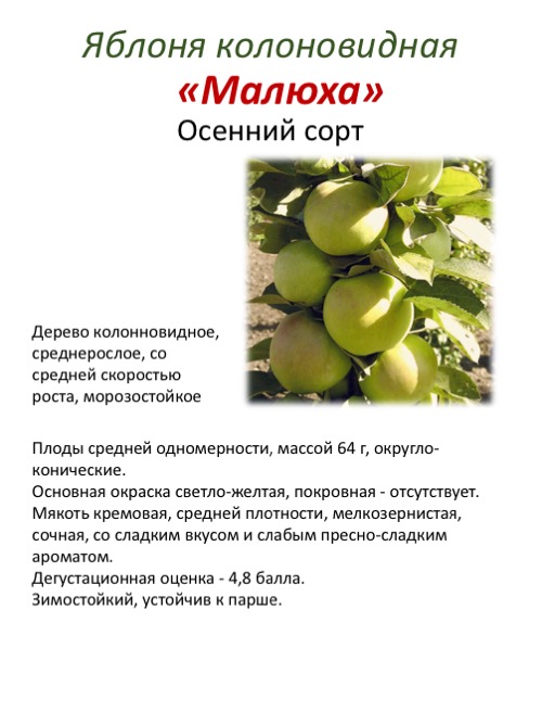Колоновидная яблоня арбат, фото и описание сорта, посадка и уход, отзывы | tele4n.net