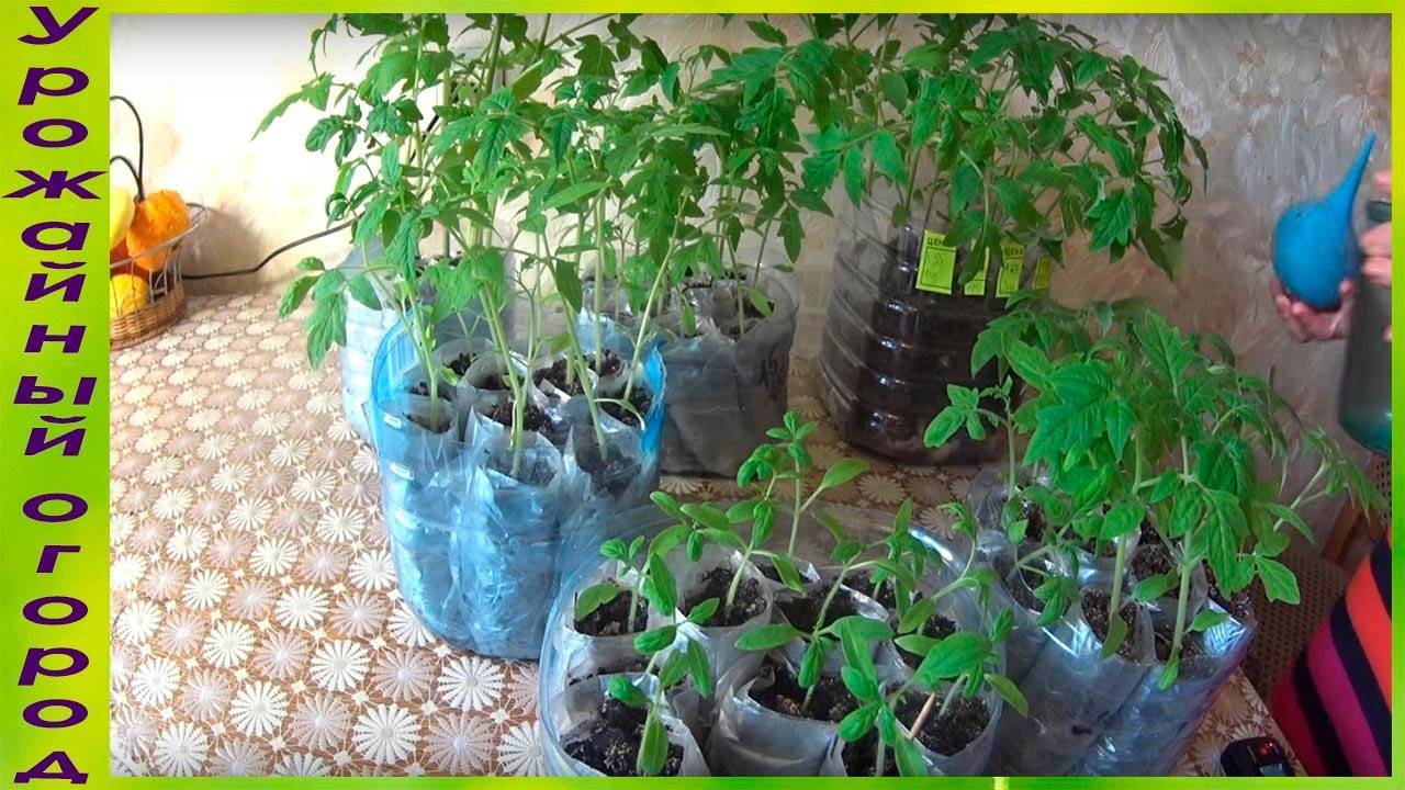 Как вырастить рассаду томатов в домашних условиях