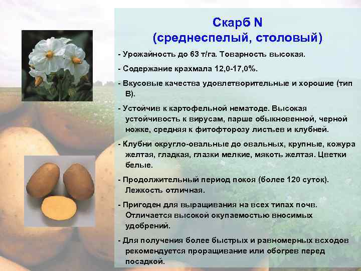 Картофель гала: характеристика и описание сорта, выращивание и уход