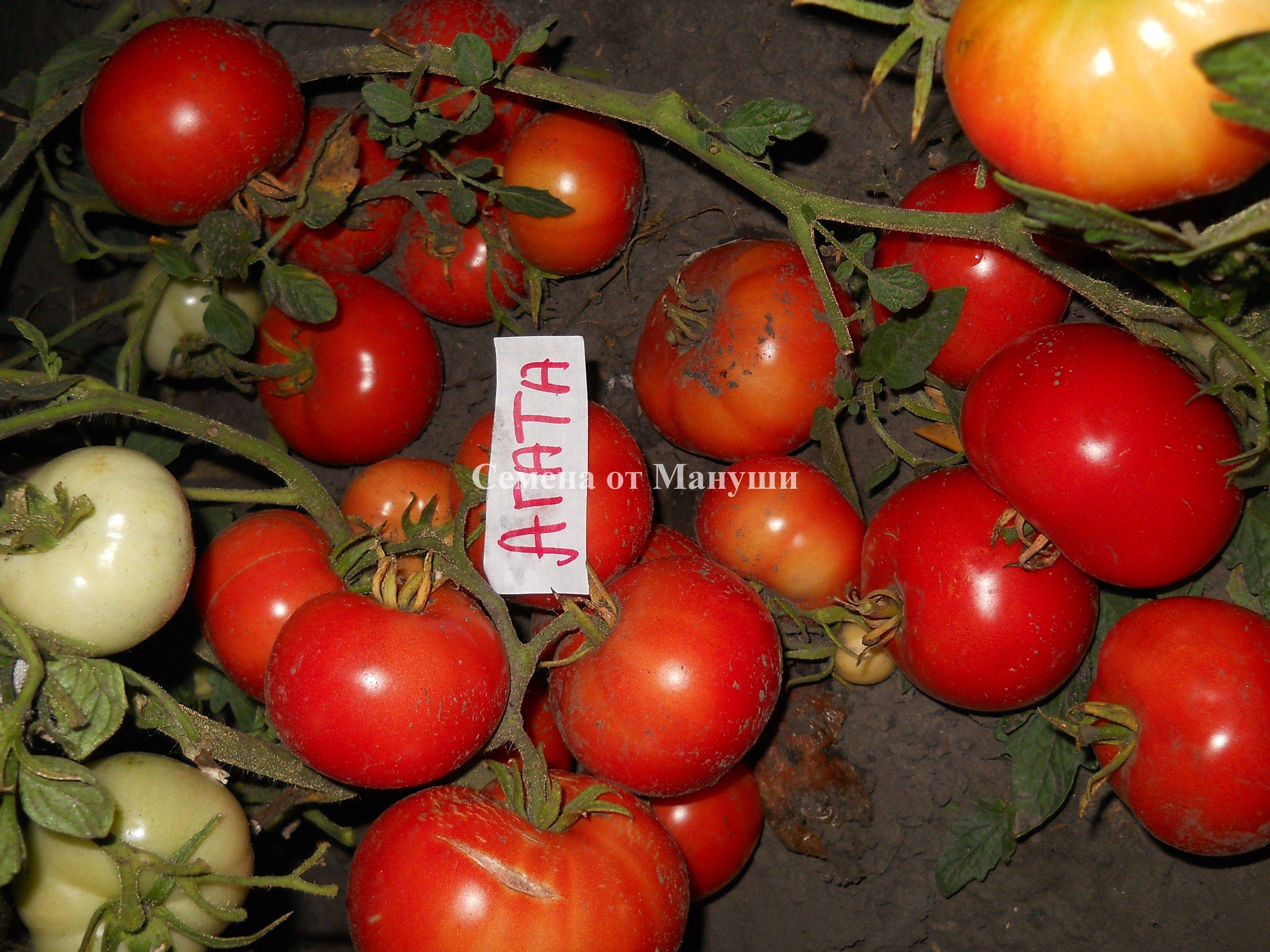 Описание сорта томата агата, особенности выращивания и урожайность