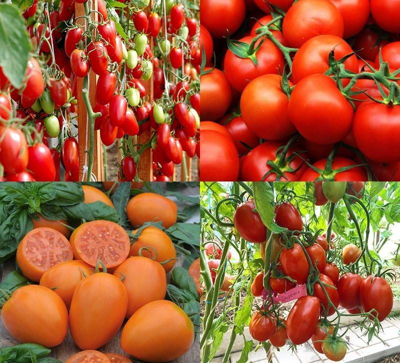 Лучшие сорта томатов для открытого грунта и теплицы в средней полосе россии